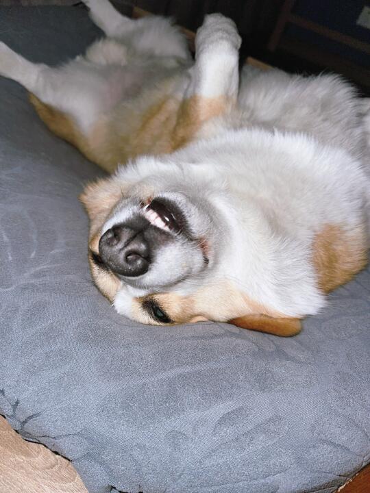 牙齿还蛮整齐嘞