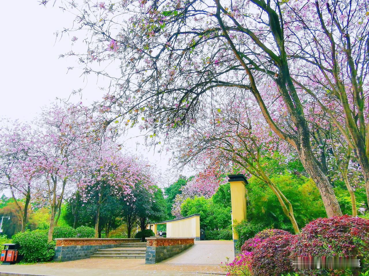 随手拍张照柳州雀儿山公园春日景色