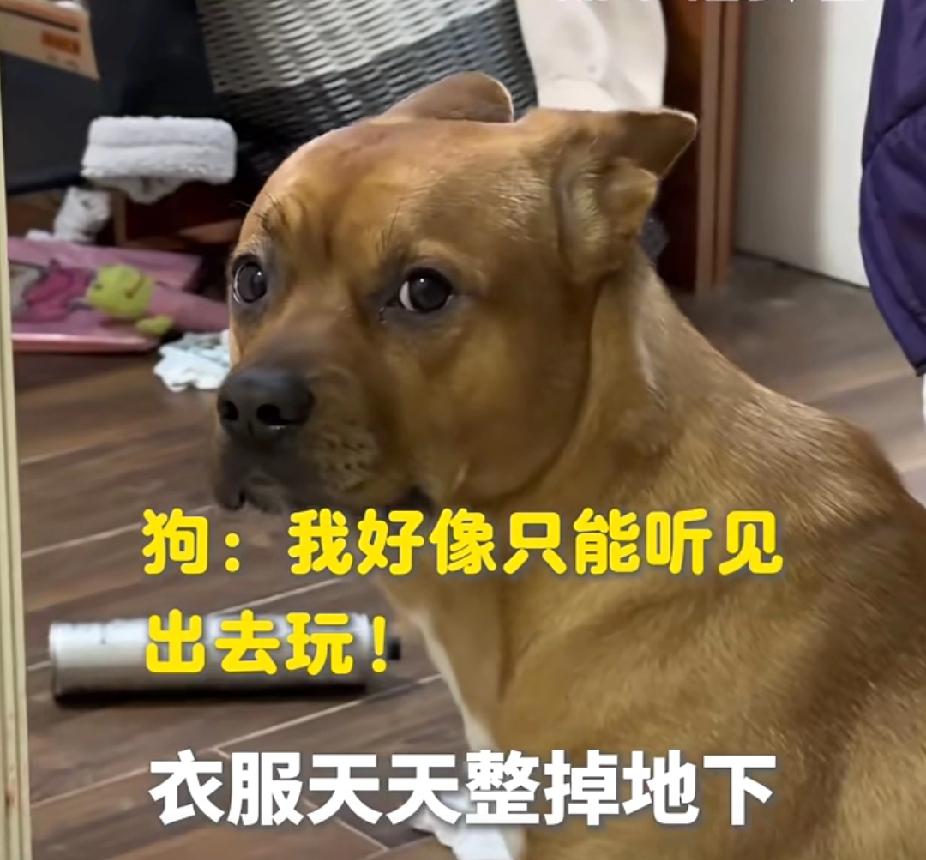 太可爱了！狗狗把衣服弄到地上被女主人凶，全程闭着耳朵装聋！但一听到“出去玩”就立