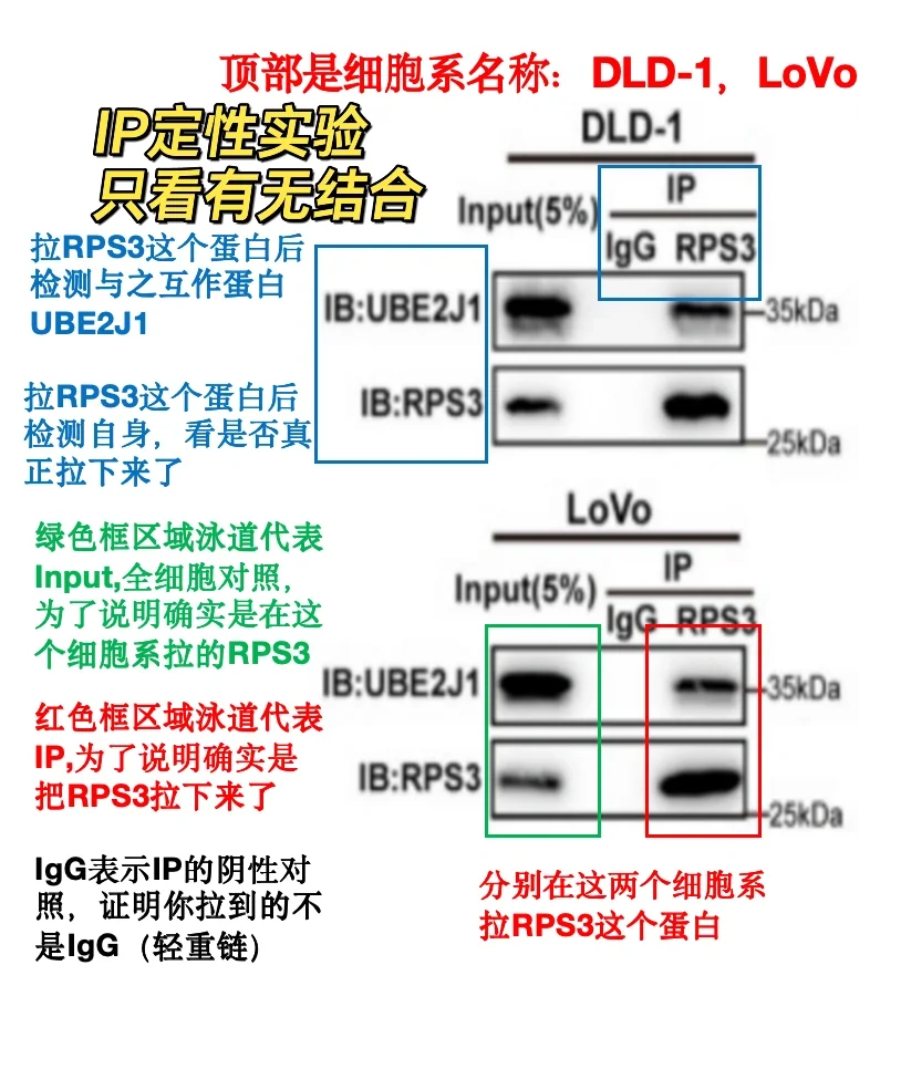 （实验小白进）文献WB图解读：Co-ip，泛素化