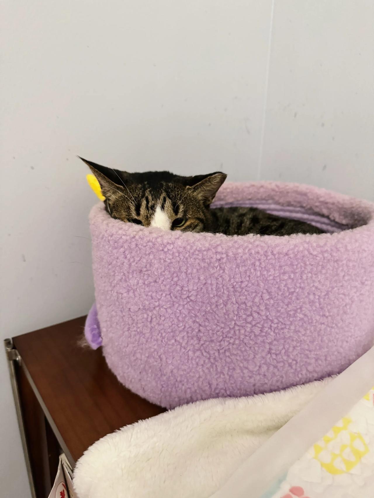 熊哥干了啥亏心事？看到我跟看到鬼似的！
#萌宠# #猫咪#