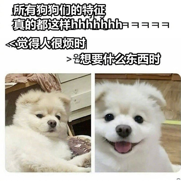 所有小狗的特征 