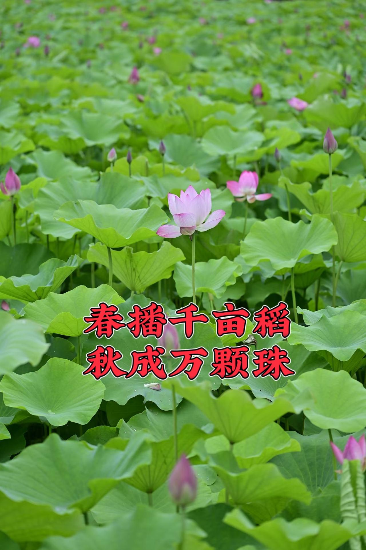 上联：春播千亩稻；诚邀下联秋成万颗珠，横批：五谷丰登。祝愿祖国繁荣昌盛，世界和平