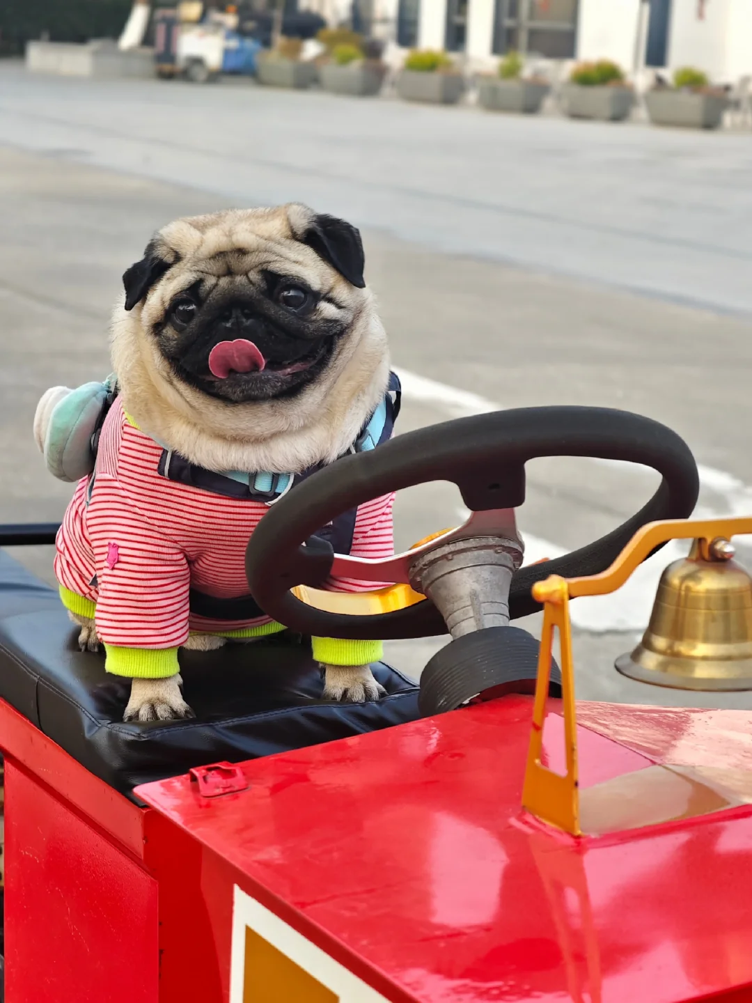 今天是开心的胖子😃