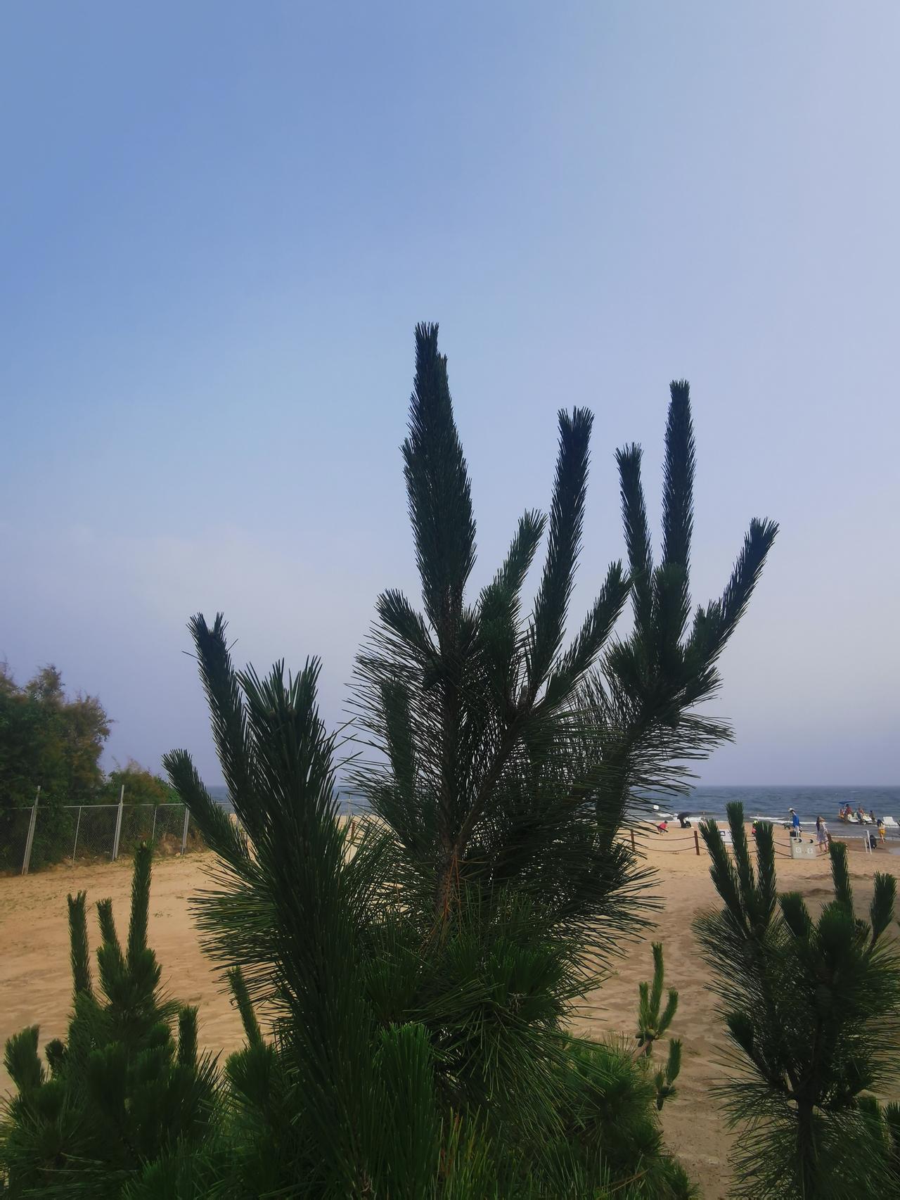 北戴河的海边就长着很多的青松。我有个问题，同样是海边，为啥他们的海边距离海水很近