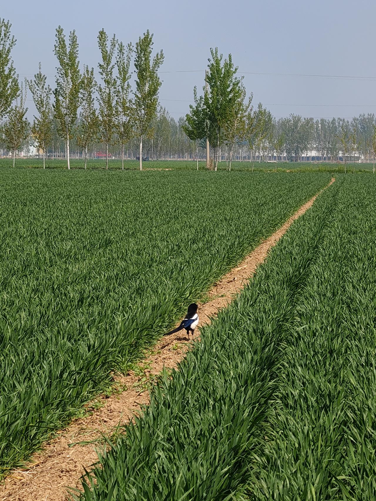 昨天给俺弟去浇麦子了，他手受伤了，没法干活。
我得有二十多年没干过地里的活了，从