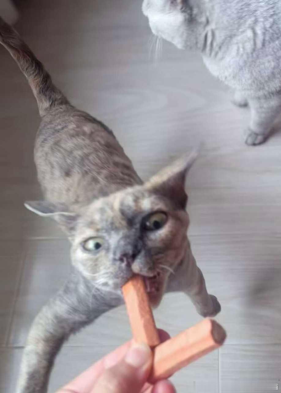 50100【丑猫】此乃饕餮 
