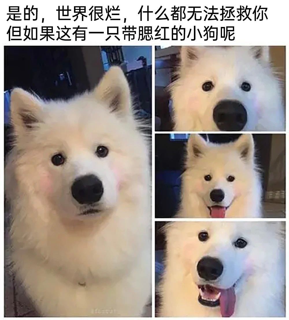 世界破破烂烂，小狗缝缝补补 ​​​