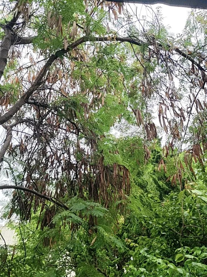 昆明这两天雨一直下个不停，给生活和工作都添了不少堵。出门得时刻带着伞，稍不注意就