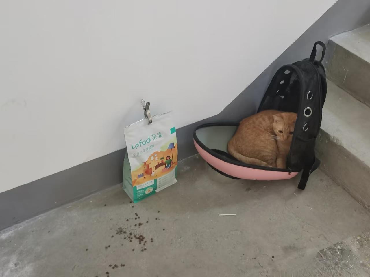 可怜的小猫和自己的全部家当，
就这样在大冬天被主人一起遗弃了，
看得人心里真不是