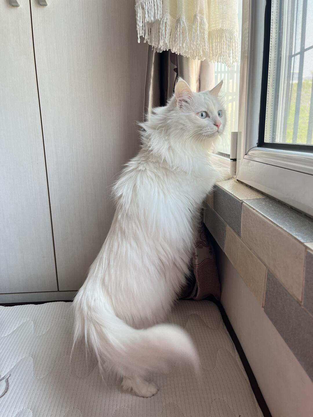 聚精会神的小猫