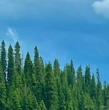 森林驿站 | 阳光信用 每日一善 无论生活怎么为难你，都不要放弃一如既往的努力；