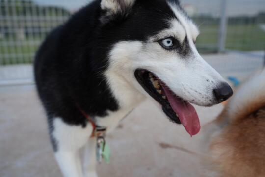 竟然有如此美的哈士奇