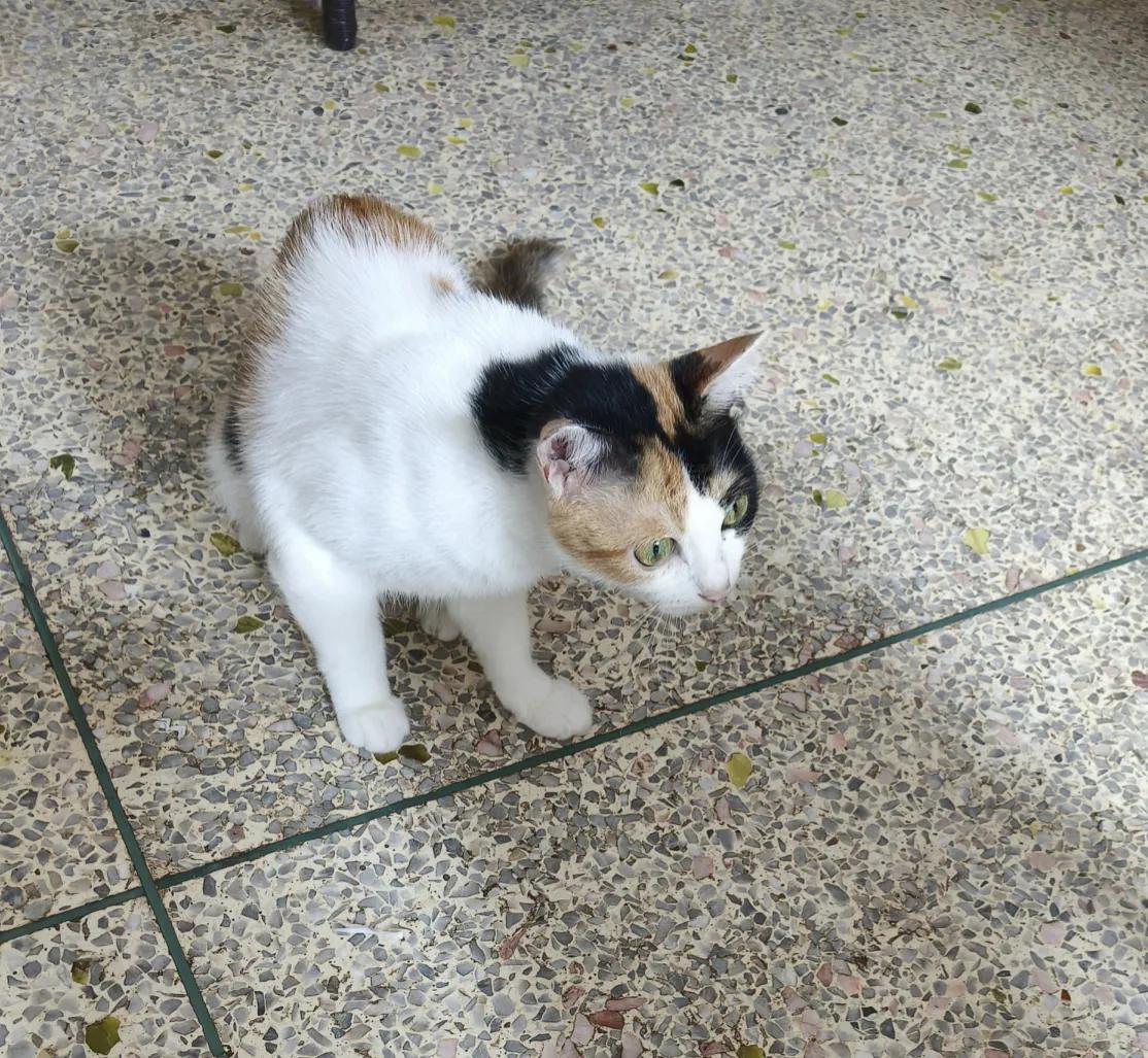 家里养了三只猫，一只花猫，两只折耳猫，就是我家的这只花猫生了两场大病，花了我五千