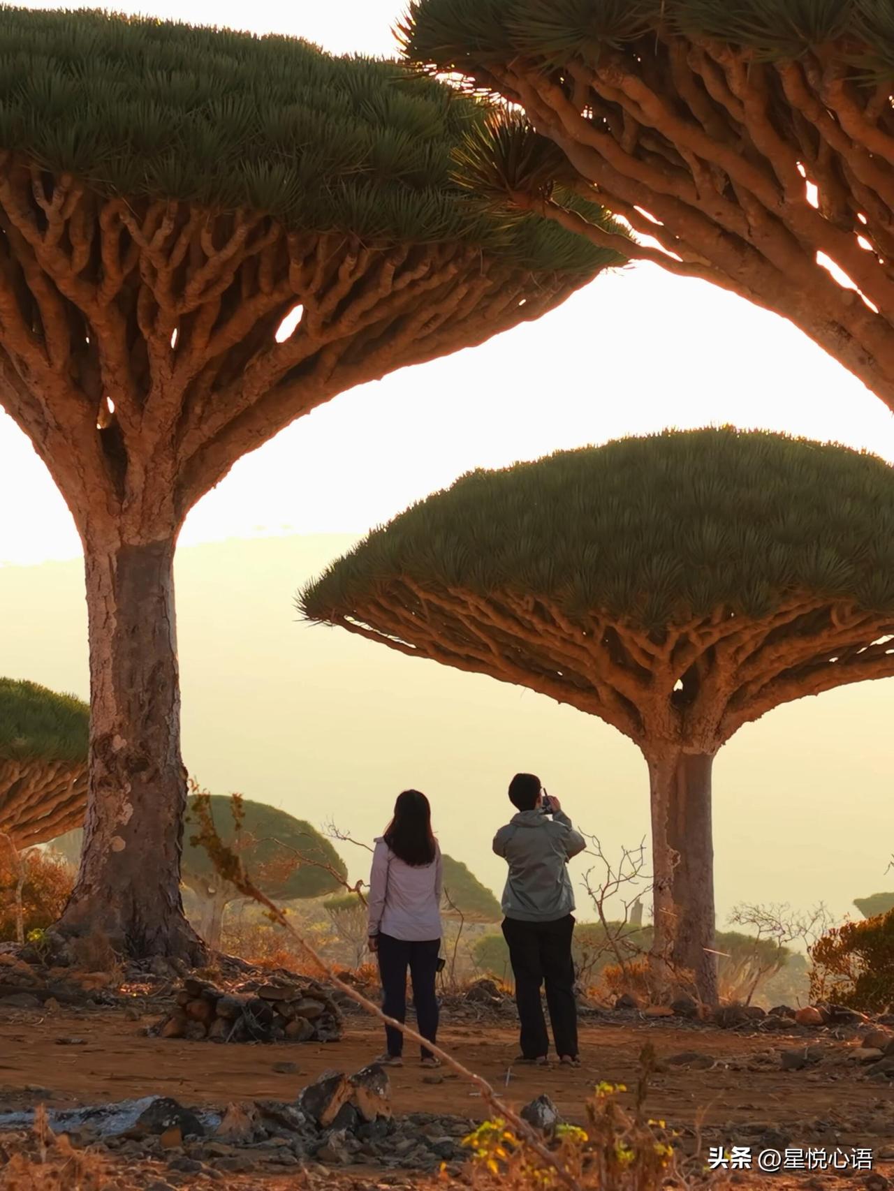 原来地球上真的存在现实版塞尔达。

不是屏幕里的海拉鲁，不是虚拟的冒险。
是脚下