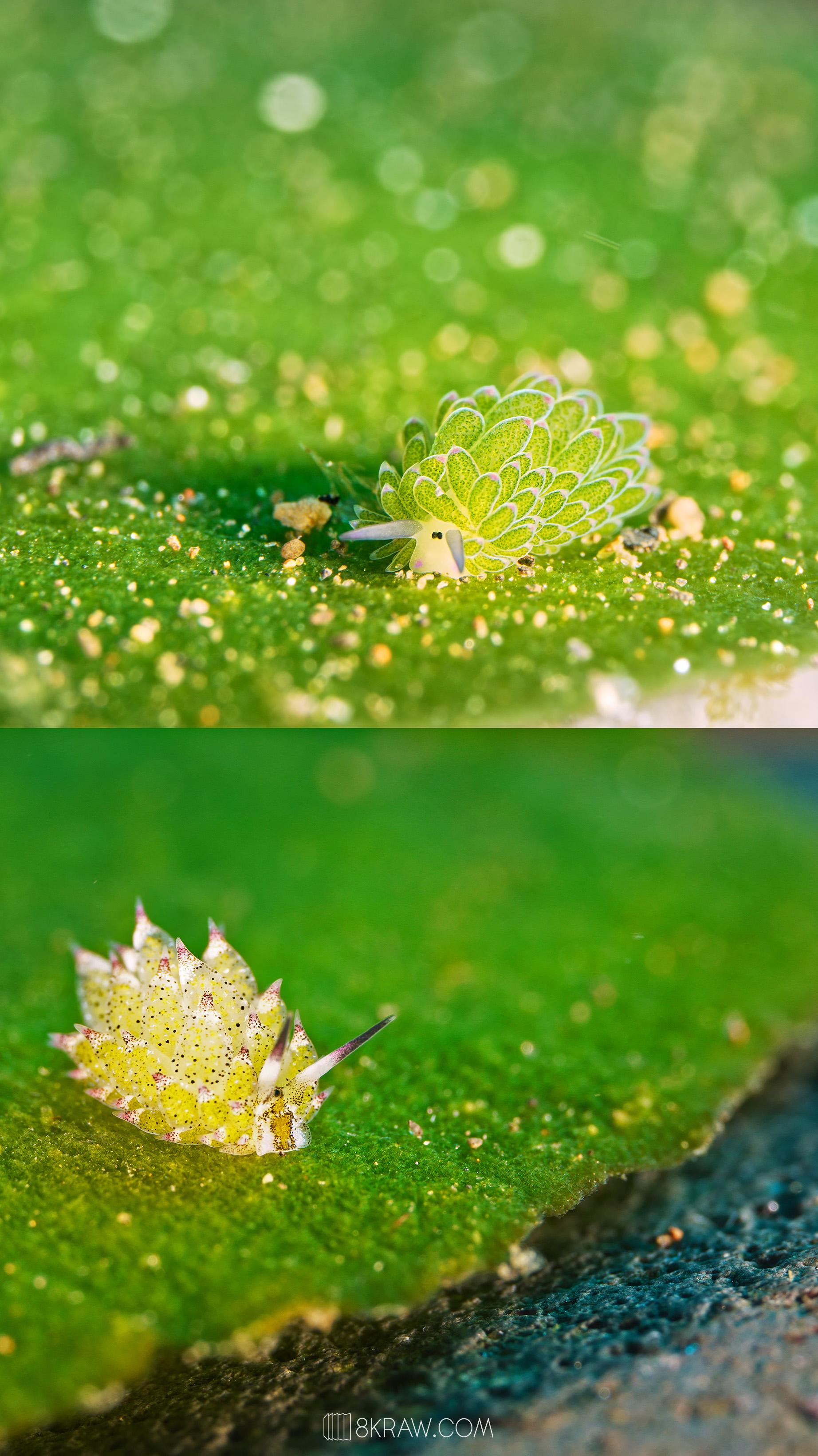 🌊海洋日特辑｜你见过海底的微观奇迹吗？。你吸入的每个氧分子， 都可能...