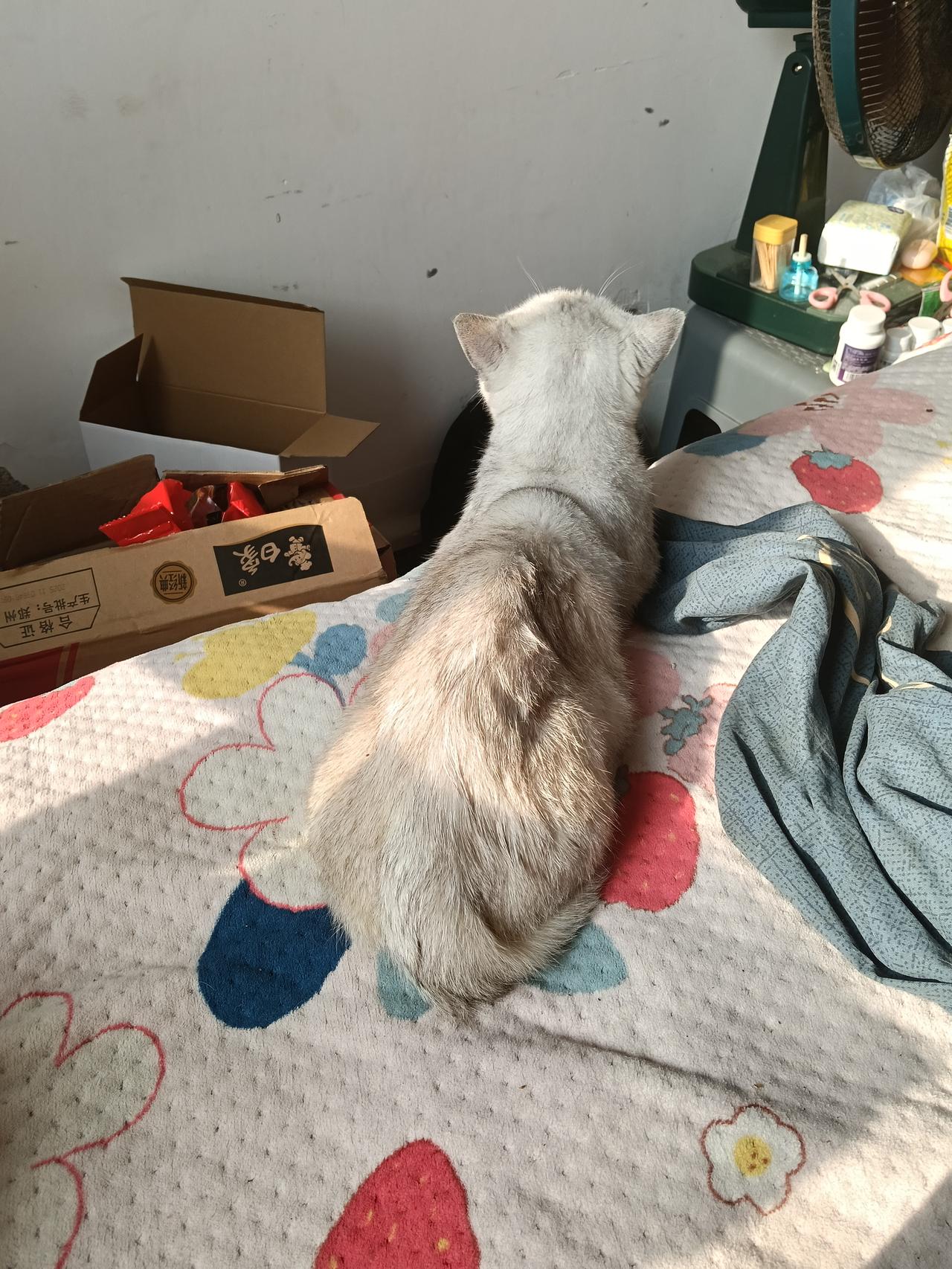 困意真是个神奇的东西，不知不觉就会让人“缴械投降”。我今天就和小家伙一起眯着了，