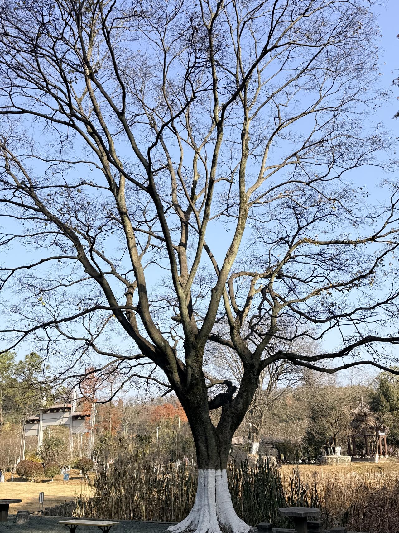 站在这棵老树底下，突然就懂了什么叫“风骨”。

冬日里落尽了叶，枝桠却像千万条银