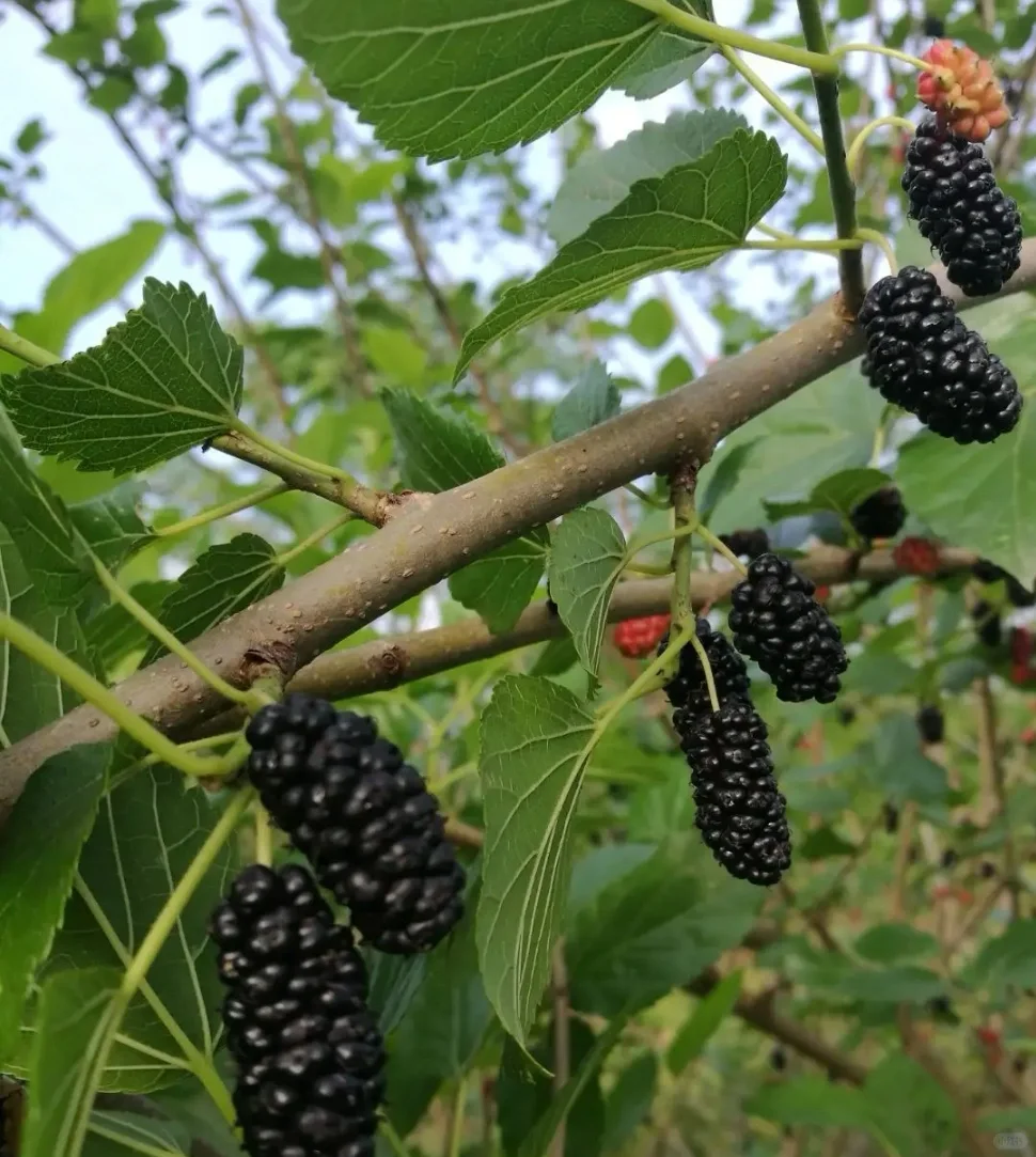肝好，人悠闲