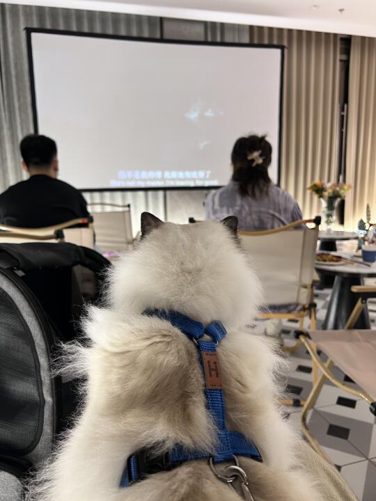 和小猫小狗一起看电影啦🐼