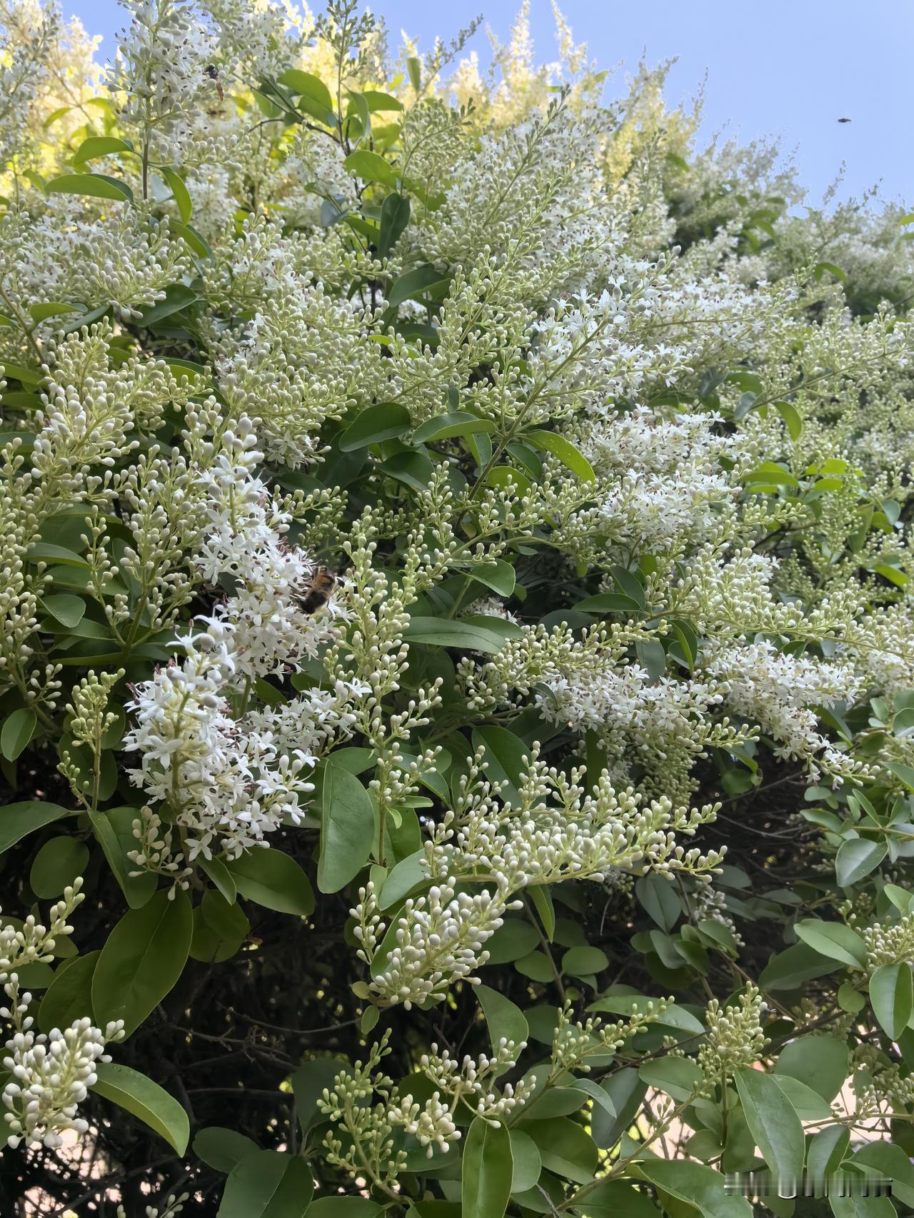 古风.咏女贞花
     符进朝
繁英缀玉覆晴梢，
风送幽香引蜂劳。
自有清姿凝
