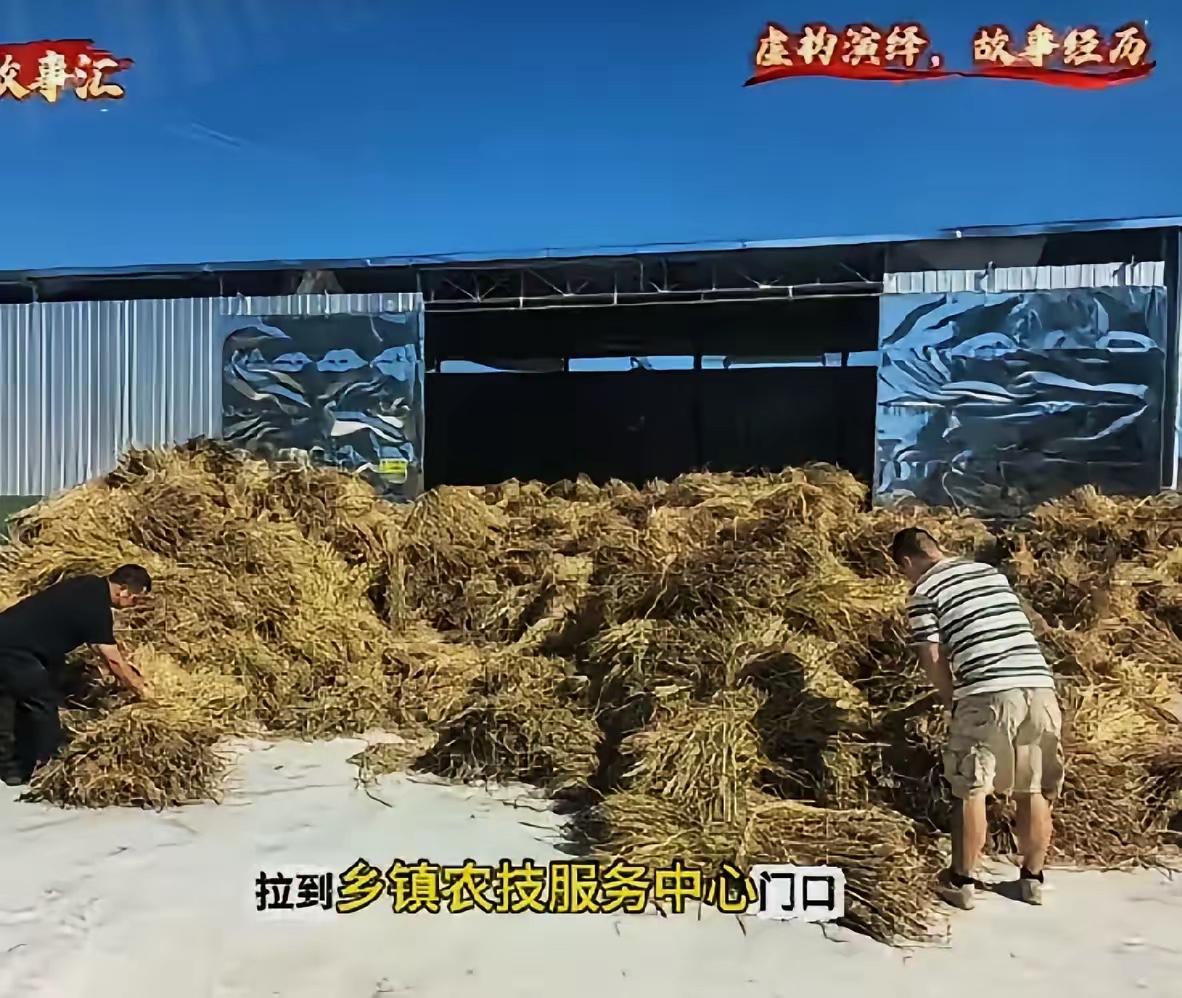 哈哈这事儿看得人哭笑不得！
​65亩地的水稻秸秆，不让烧，农民干脆一车车拉到乡镇