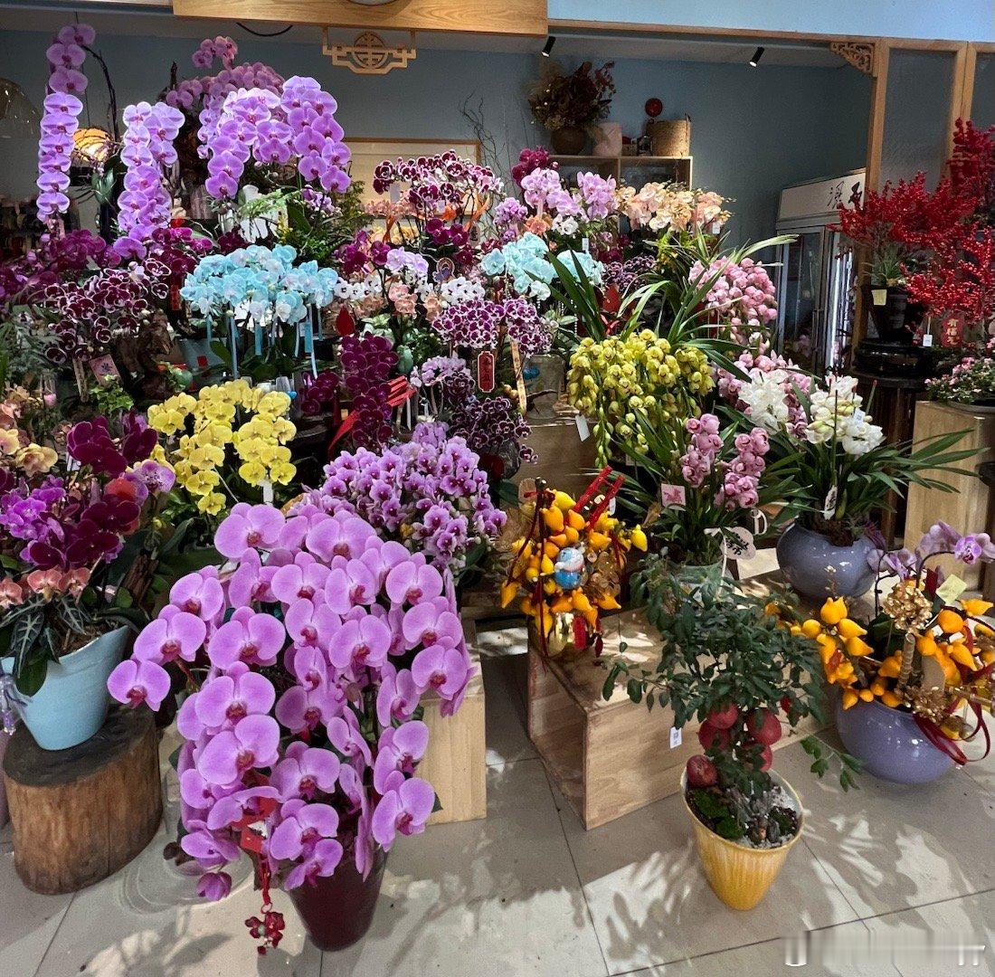 广州美丽的蝴蝶兰。 