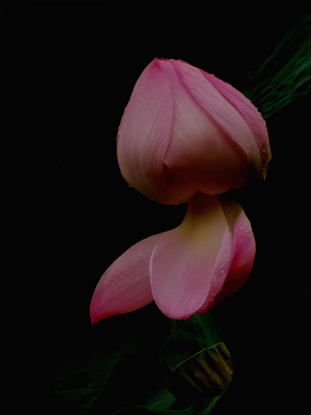 粉莲