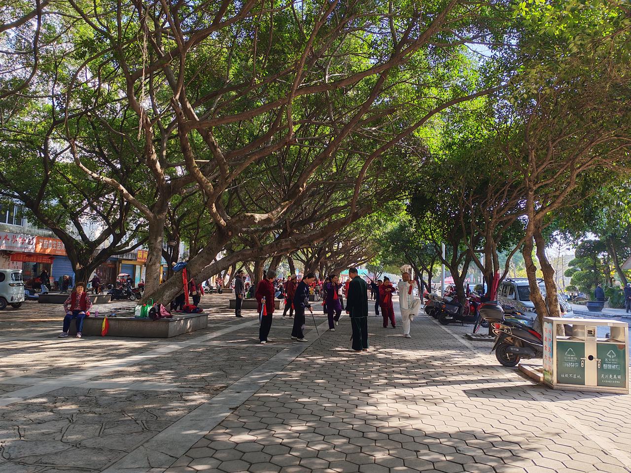 晨光里的太极时光，桂林街头的慢运动日常
 
 今早的桂林街头，老榕树撑开一片阴凉