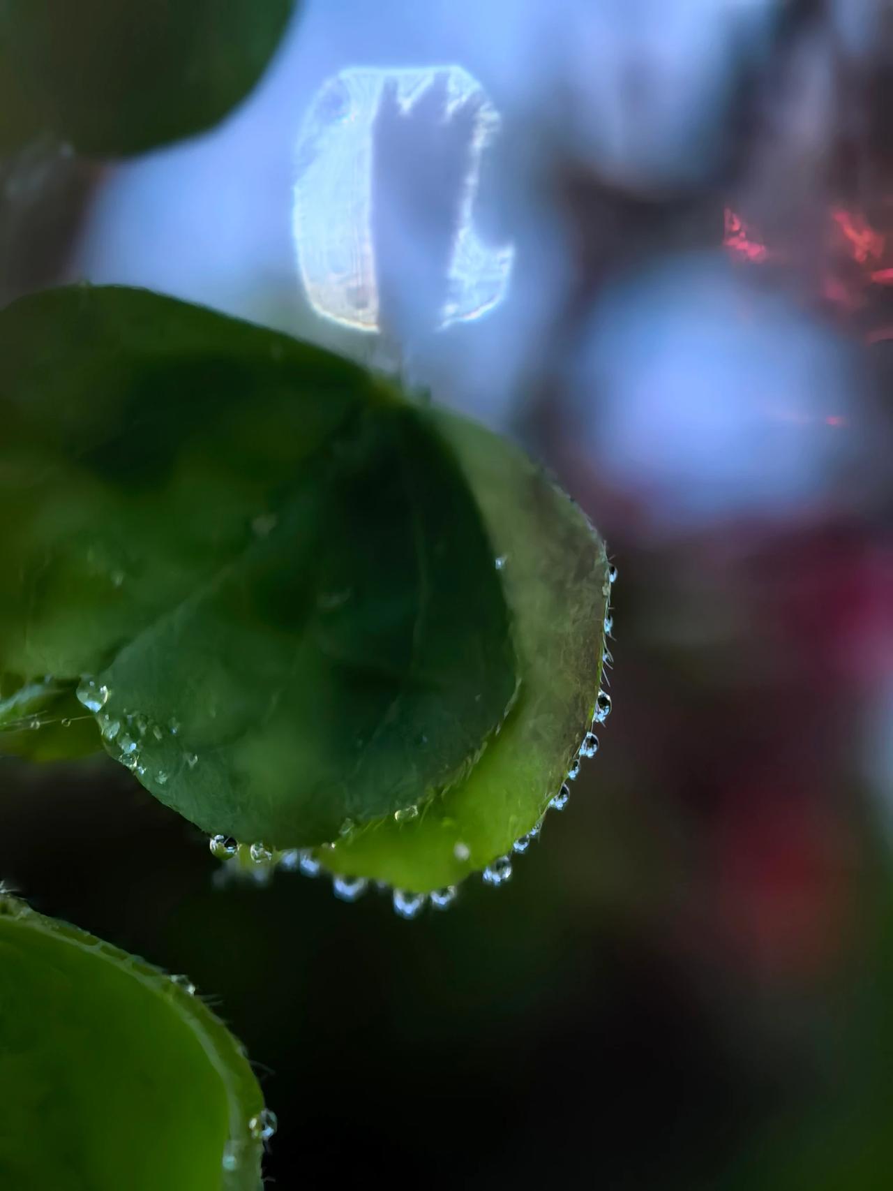 雨中的酢浆草绿叶，真如在梦境一般。雨中，叶片上挂满水珠，像夜的馈赠，折射出清光，
