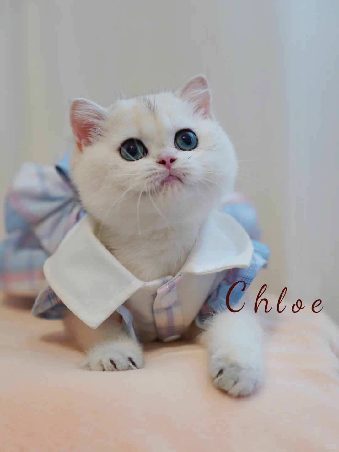 求助怎么给猫咪脸蛋申遗 太绝太优秀啦！