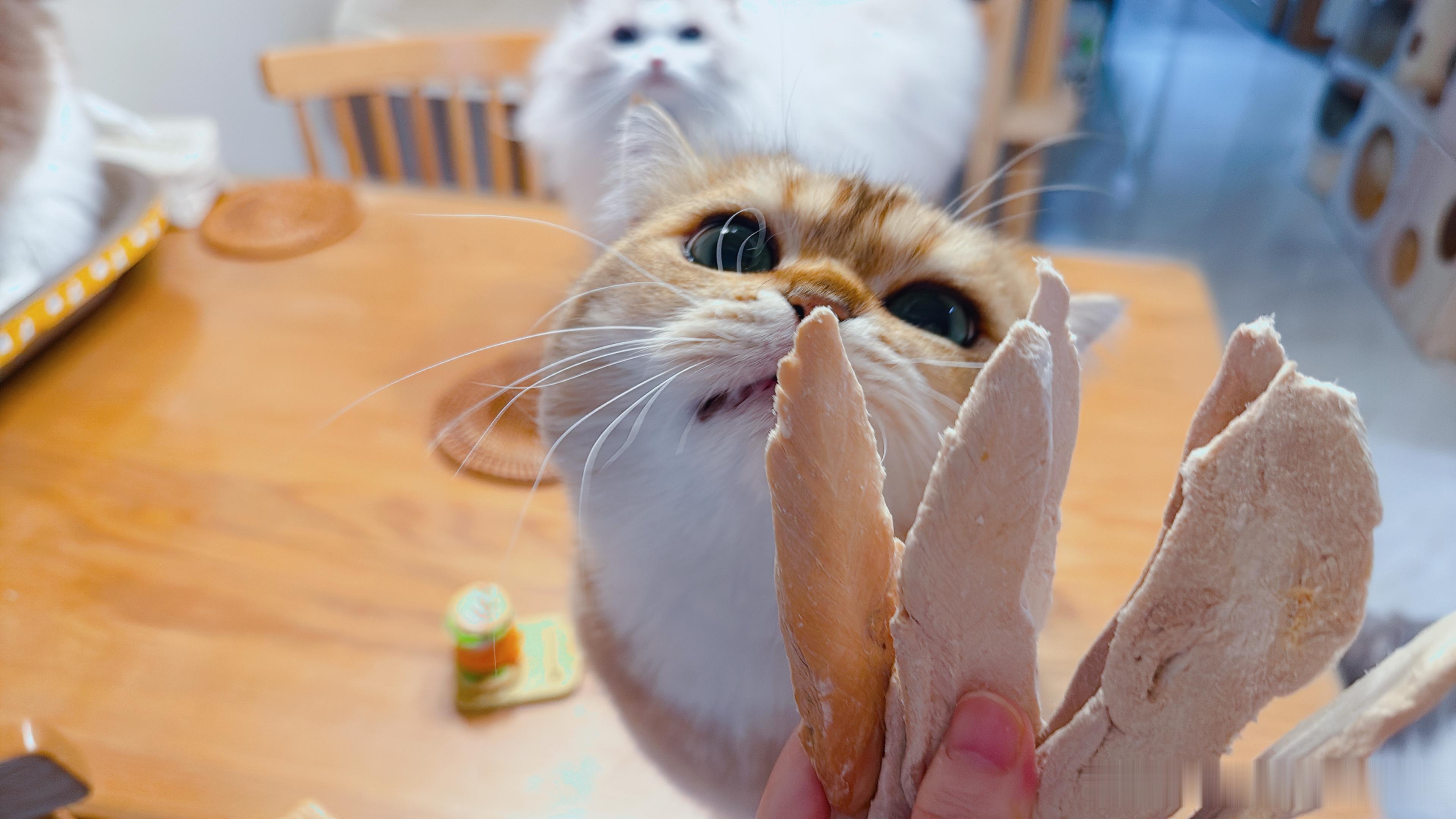 堪比给小猫送花～ ​​​