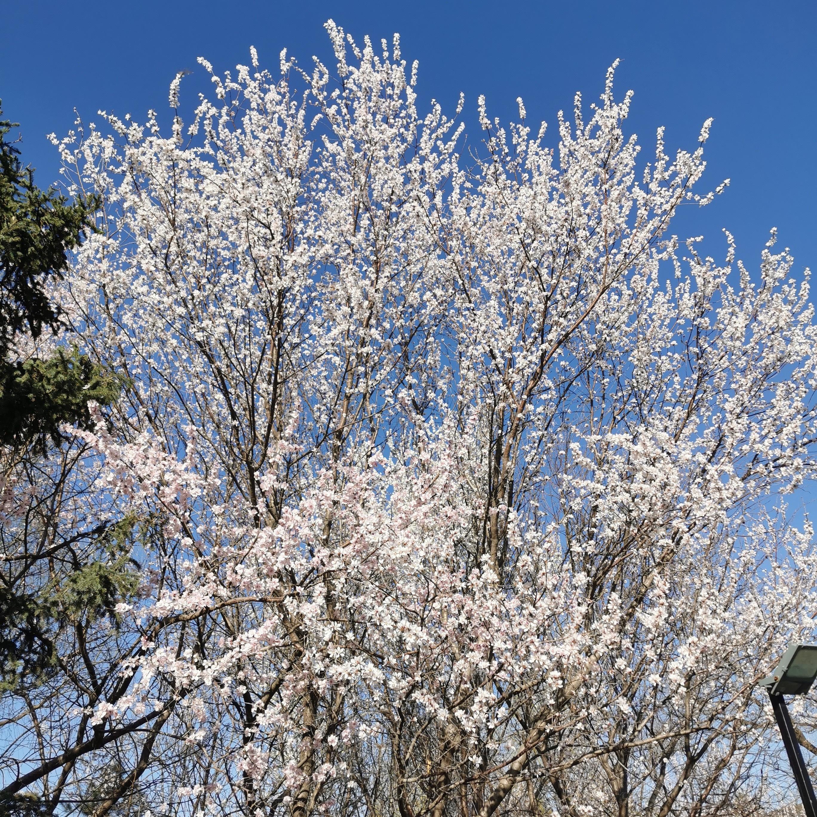 北京玉渊潭早樱报喜摄影 ​​​