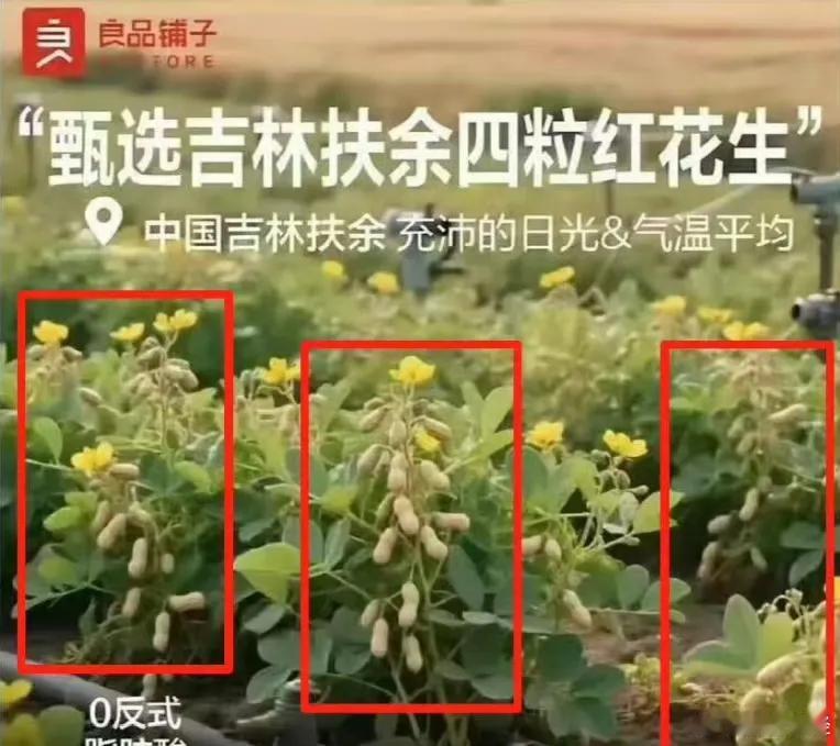 幸亏小时候种地拔过花生，要不真能被良品铺子骗了[撇嘴] ​​​良品铺子被立案调查