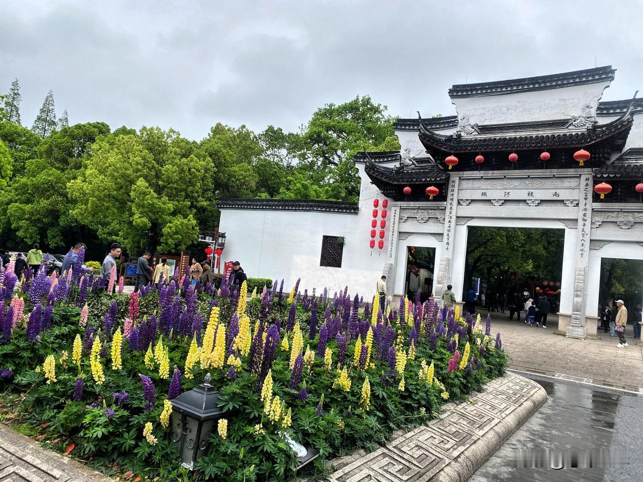 欢乐的气氛，明媚的春光，带来更多好心情。
记忆中，南浔古镇里的紫藤树很漂亮，如图