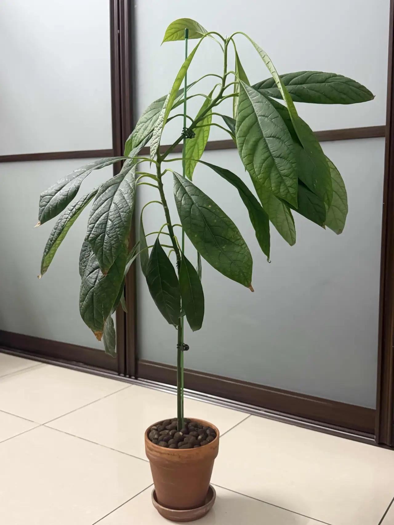 精心养了快四年的牛油果，前两天换盆，没想到整片叶子都耷拉下来了，看得心里直发愁。