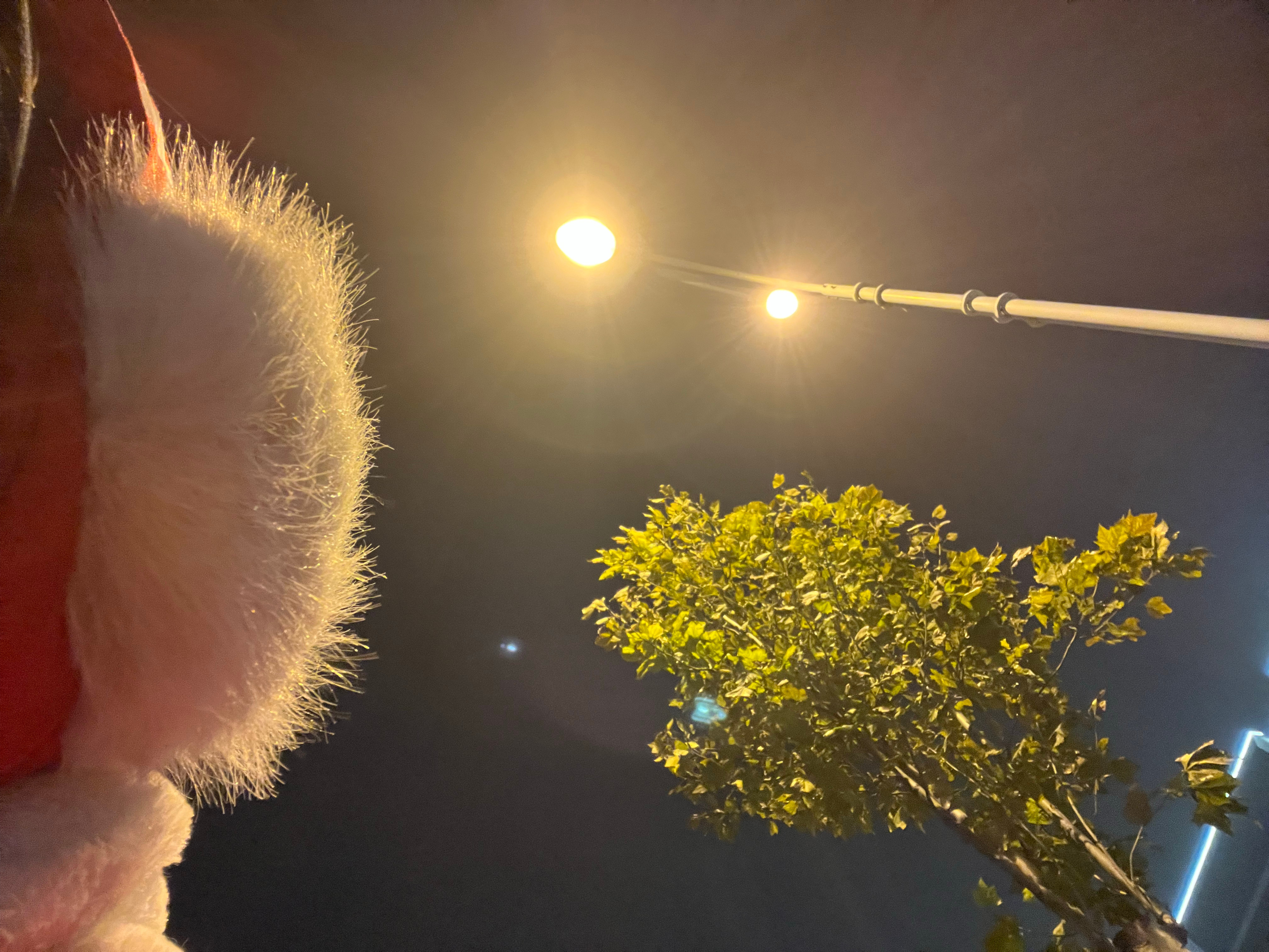 每次带上毛茸茸的耳暖都会想到我们小斗的大耳套可可爱爱的 