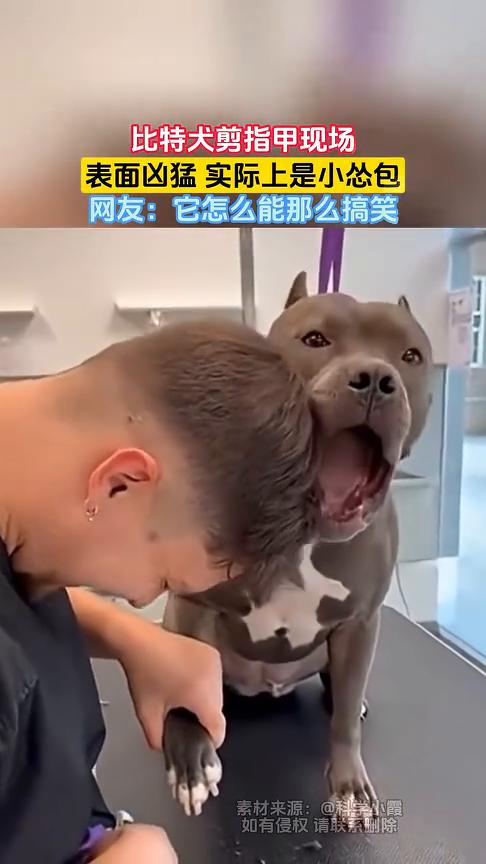 比特犬剪指甲现场，表面凶猛实际上是小怂包。网友：它怎么能那么搞笑？
科学小霞。
