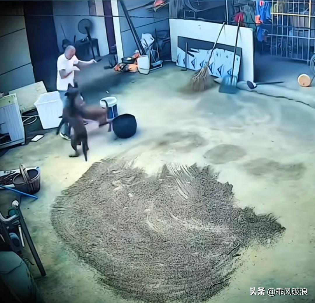 男子刚回到家，自家养的三条马犬便朝他扑来。其中一条张牙舞爪、呲牙咧嘴，男子感觉不