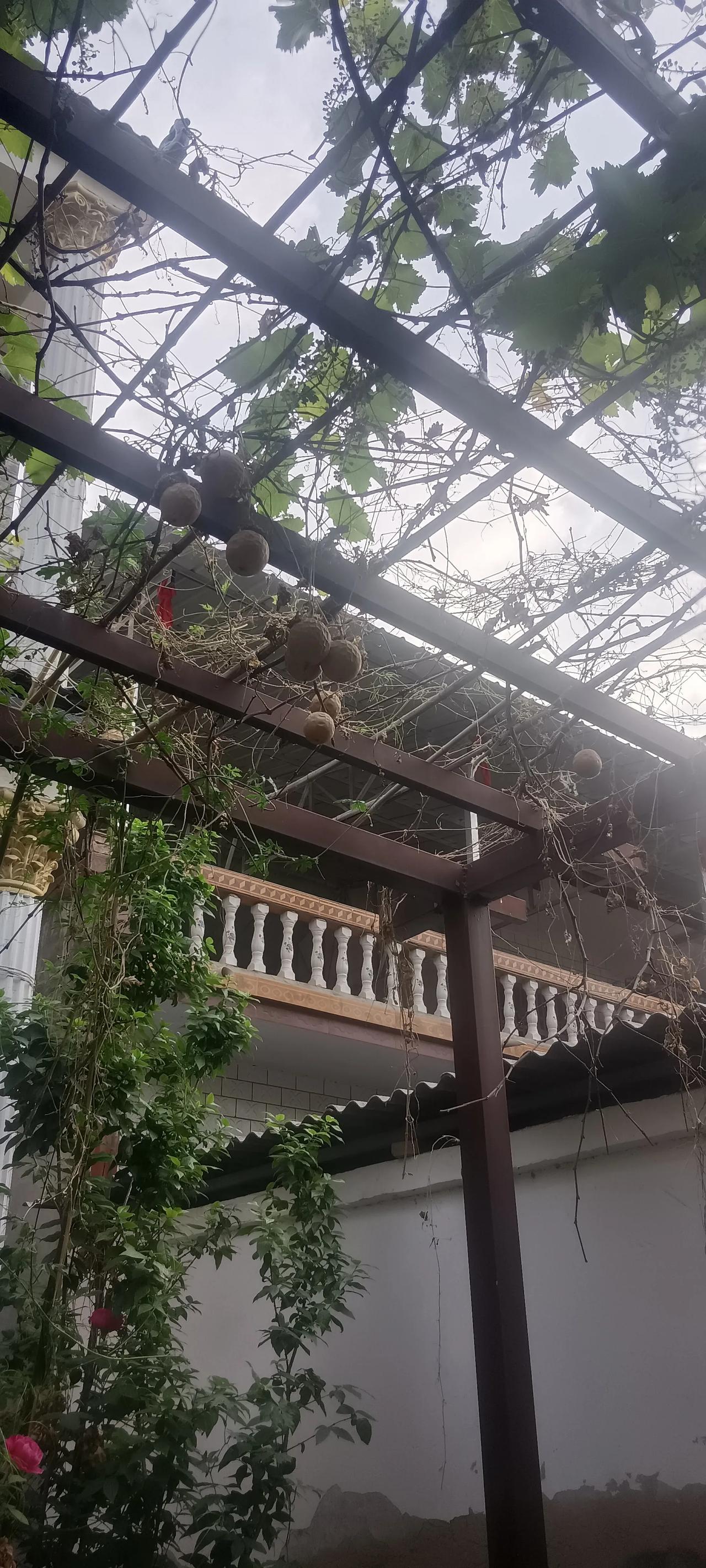 看看结这个圆圆的是什么？

第一次见到，三十多岁长这么大，从来还没有见过的，有人