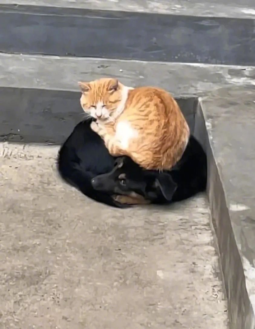 金窝银窝不如自己的狗窝...😾