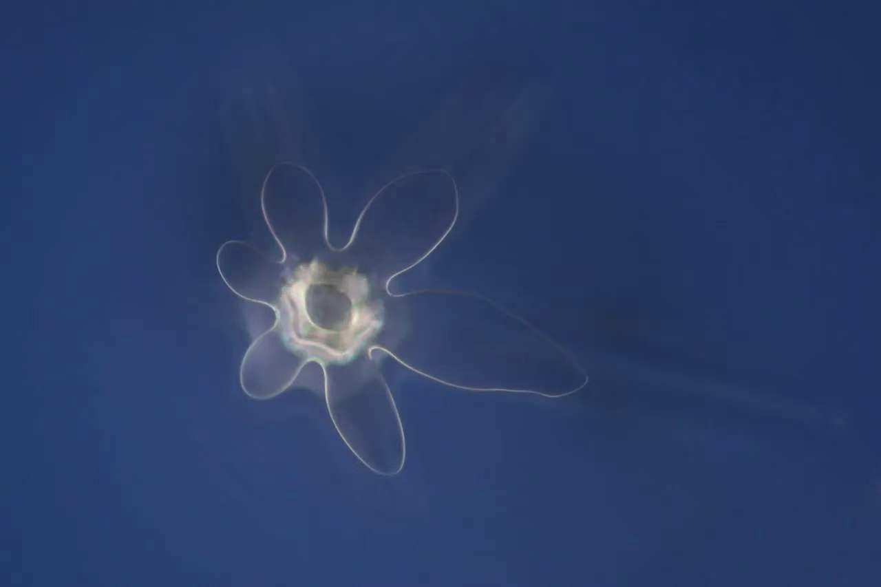 开启新的雪花拍摄季