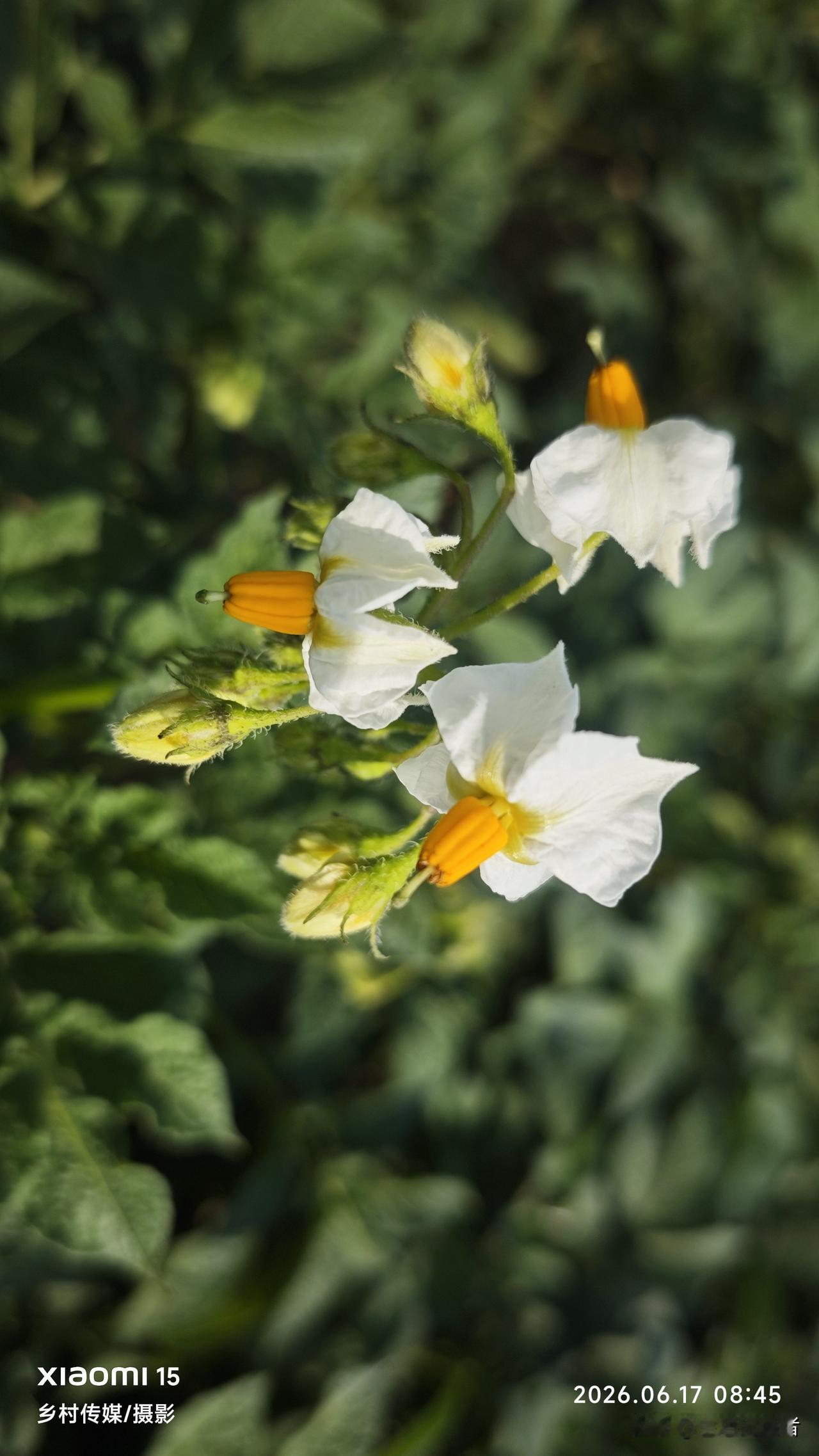 分享一张随手拍照片洋芋花