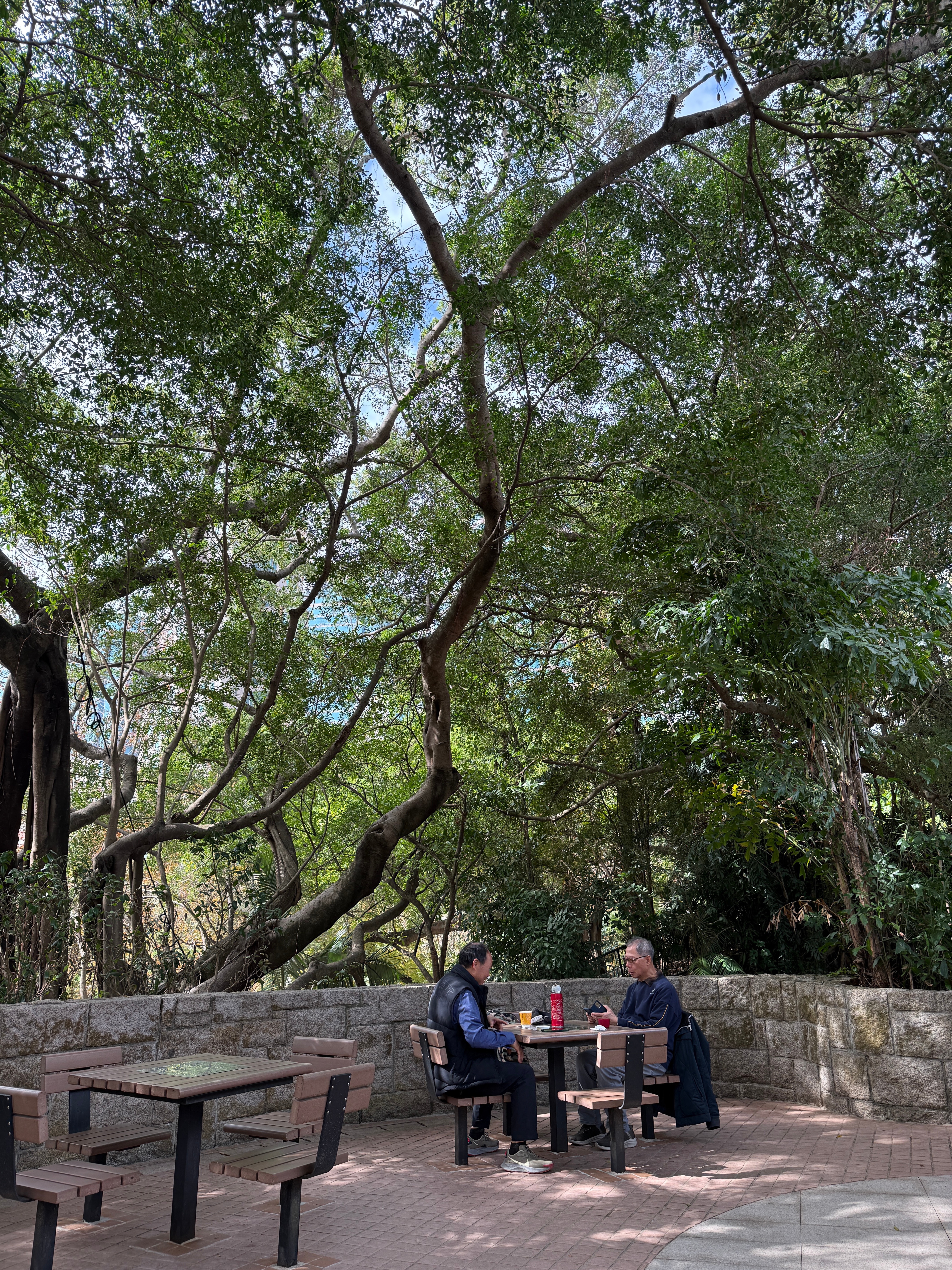 无意中转进九龙公园，一群妹子扎堆拍网红照 这个公园也算是免费动物园了～养了火烈鸟