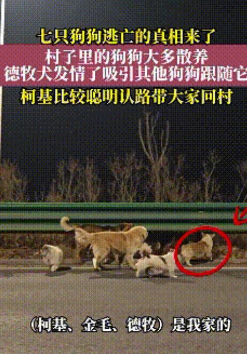 反转了！7只狗狗逃亡真相来了，据当地媒体现场采访，狗主人现身说法，七只狗并不是被