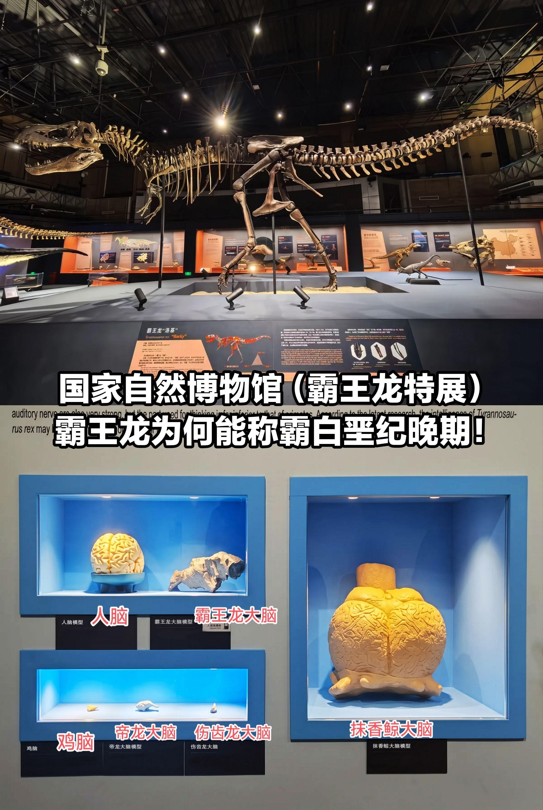 霸王龙为何能称霸白垩纪晚期。