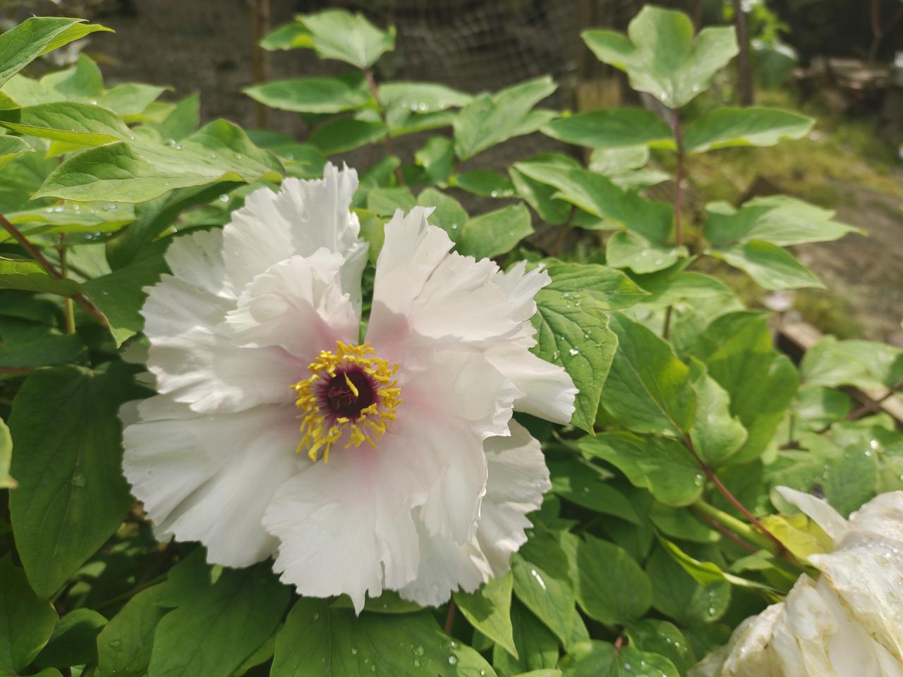 晒晒你拍的那些牡丹花旁边的牡丹花都谢了，剩它一朵独自绽放