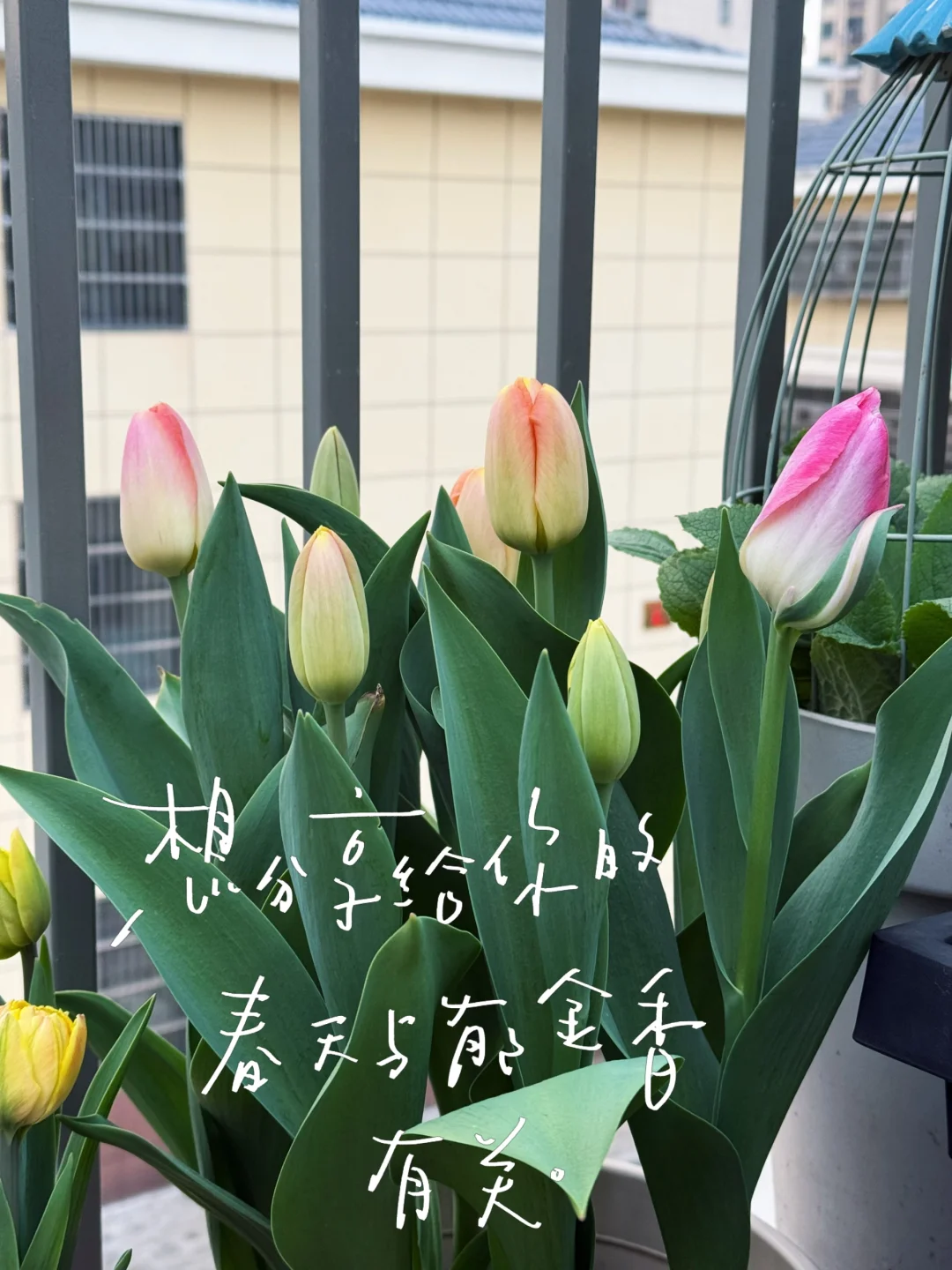 郁金香