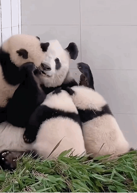 熊猫爬上头，你的运势上升不用愁。 