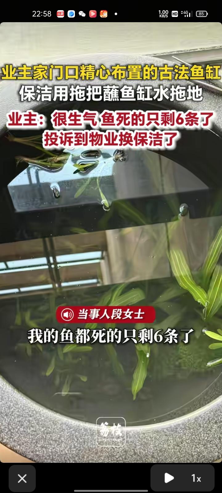 3月31日，浙江台州。段女士称，自家门口精心布置的古法鱼缸，里面养了很多好看的小